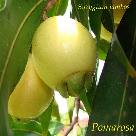 Polynesian Produce Stand : ~POMA ROSA~ SACRED FRUIT TREE Syzygium Jambos ROSE APPLE Live Medium ...