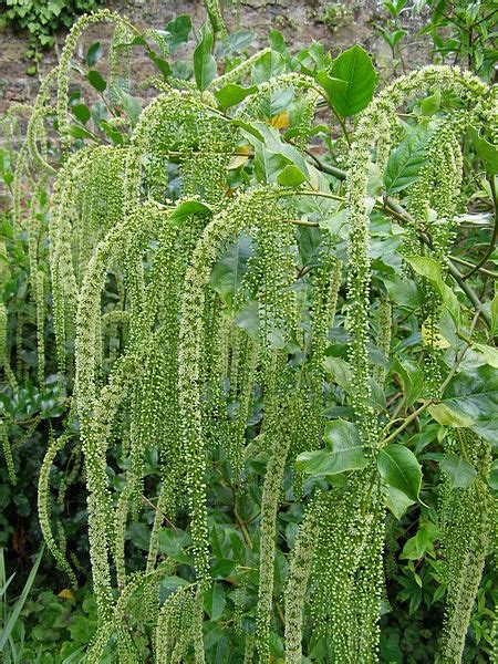 New Plant Obsession: Itea ilicifolia - Plant Lust