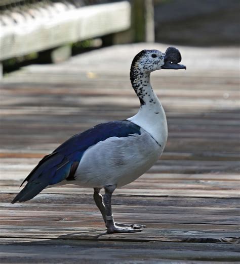 Pictures and information on African Comb Duck