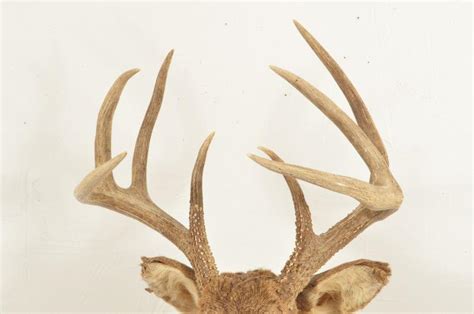 8 Point Whitetail Buck Shoulder Mount