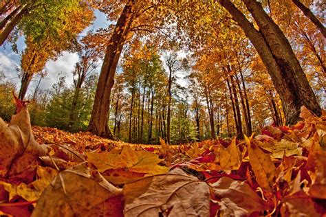 Fall foliage festivals celebrate the onset of autumn, beauty of changing leaves - Pennsylvania Wilds