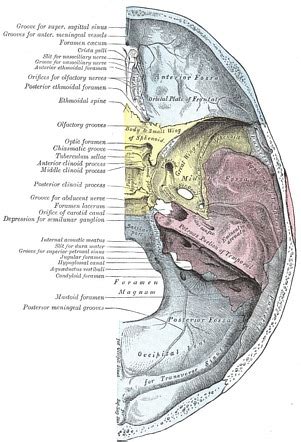 Foramen cecum | Radiology Reference Article | Radiopaedia.org