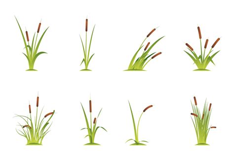 Free Cattails Vector 128518 Vector Art at Vecteezy