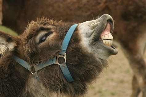 Best Donkey Teeth Stock Photos, Pictures & Royalty-Free Images - iStock