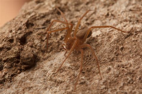 Recluse or Not? | spiderbytes