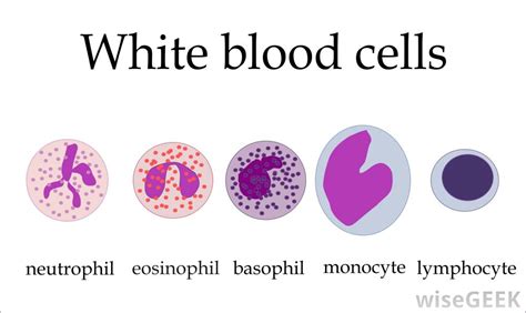 White Blood Cells - Blood and the Cardiovascular System