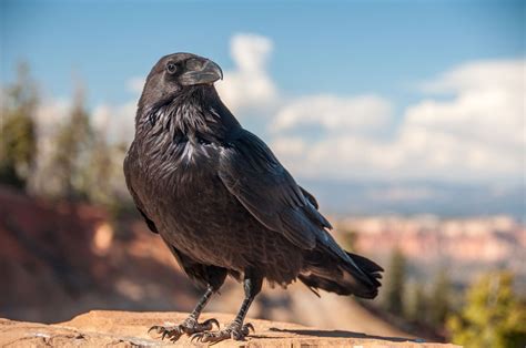 Ravens Are Crazy Smart, and Here’s Scientific Proof