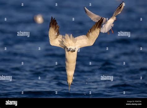 Gannet diving hi-res stock photography and images - Alamy