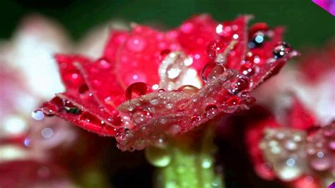 Dew Drops on flowers (HD1080p) - YouTube