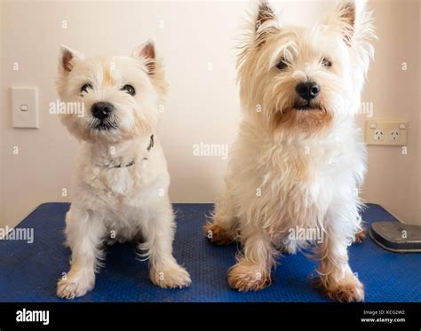 Two west highland white terrier westie dogs on grooming table, one dog ...