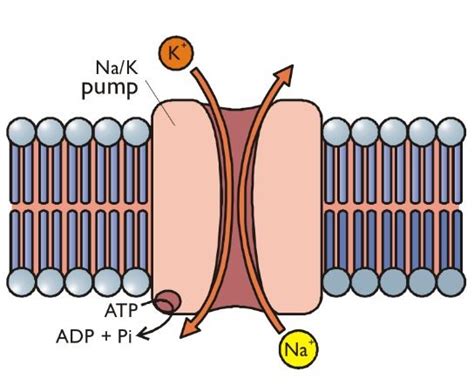 Sodium / Potassium pump.