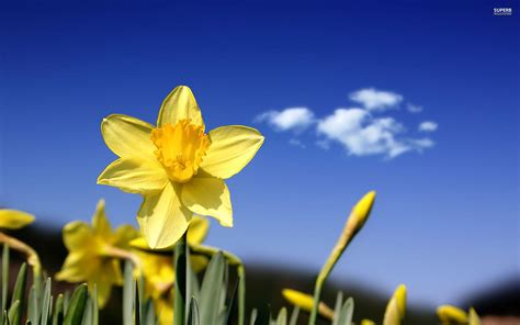 Daffodil Wallpapers - Wallpaper Cave