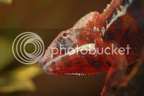 Ambanja Ambilobe Panther Chameleon morphs | Chameleon Forums