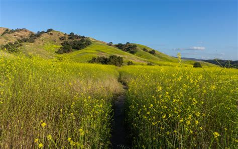 Chino Hills State Park Wildflowers - Le Wild Explorer