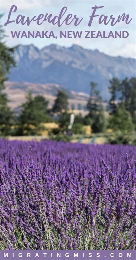 Visit Wanaka Lavender Farm, New Zealand: Tips + Things to Know ...