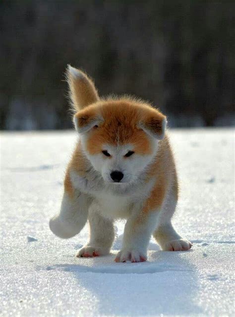 8959acb5d4552f9a03cb4bbbb6763fba.jpg 713×960 píxeles | Perro akita ...