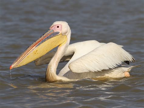 Great White Pelican - eBird