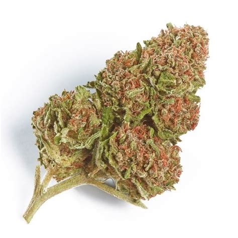 Northern Lights - Strain Information - Cannaconnection.com - Strain ...