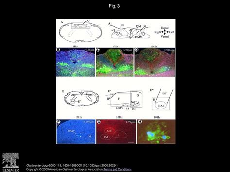 Volume 119, Issue 6, Pages (December 2000) - ppt download