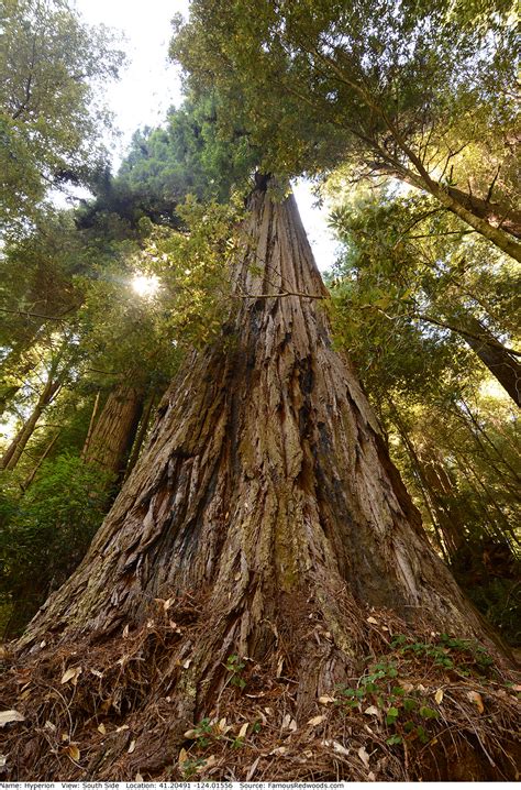 Hyperion, a coast redwood (sequoia sempervirens), the tallest tree on Earth : marijuanaenthusiasts