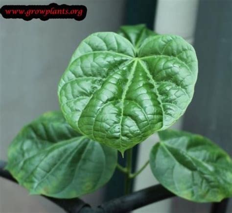 a plant with green leaves growing out of it's center stem, in front of a window