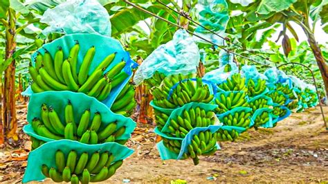 A Way of Harvesting Bananas You Probably Didn't Know | Banana Processing in the Factory - YouTube