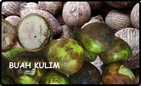 Anim Agro Technology: BUAH KULIM - KENALI DIA