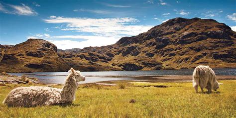 Cajas National Park, Cuenca, Azuay, Ecuador. Travel Guide - PlanetAndes