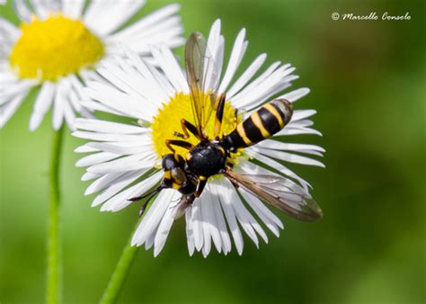 Genus Conops · iNaturalist