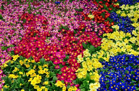 Field of assorted colors flowers HD wallpaper | Wallpaper Flare