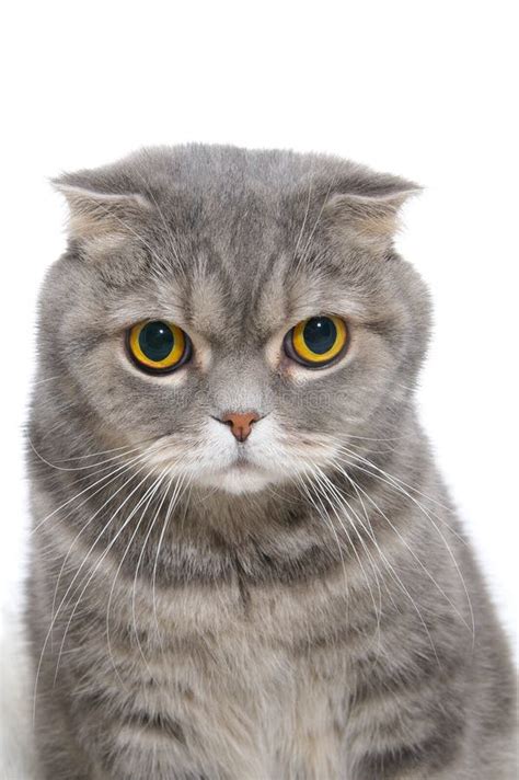 Angry cat closeup stock photo. Image of fear, defensive - 142228872