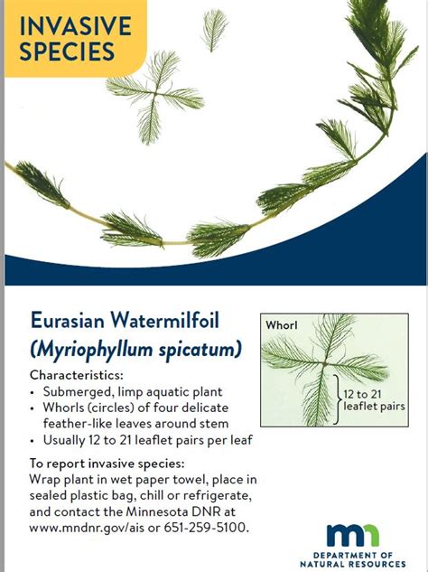 Eurasian Watermilfoil | Invasive Species Program | Nebraska