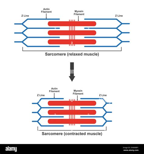 Contraction and relaxation of muscle, illustration Stock Photo - Alamy