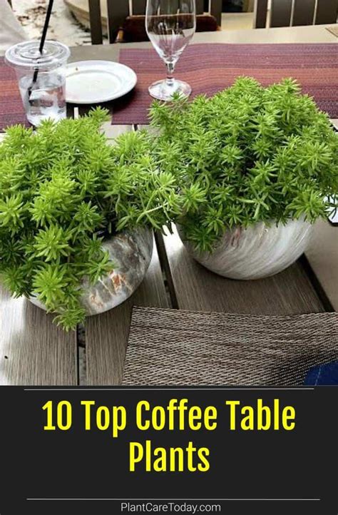 10 Top Coffee Table Plants