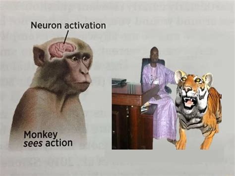 Neuron activation Monkey sees action - iFunny Brazil