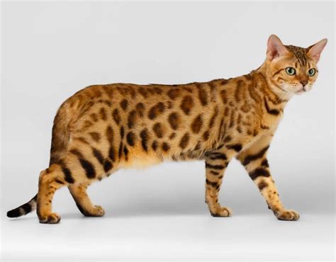 Hybrid Cat Breeds | Exotic House Cat