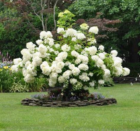 33 Beautiful Plants For The White Garden (33 | White gardens, Plants ...