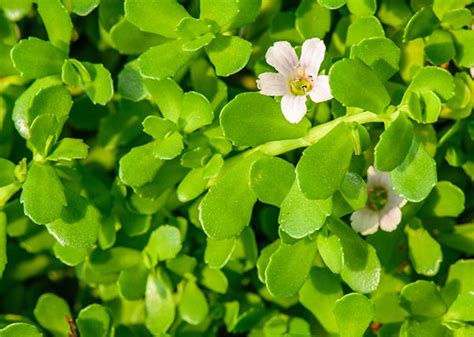 Brahmi (நீர்பிராமி) - Herbal Plants Live