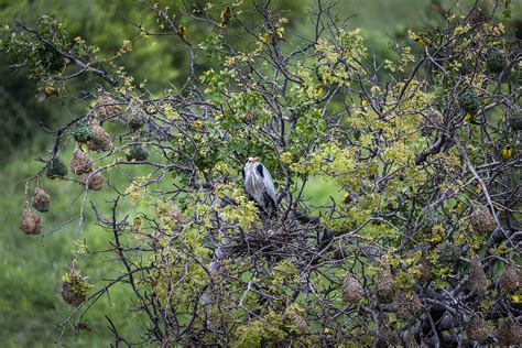 Grey Heron | A Grey Heron's nest with a distinctive blue egg… | Flickr