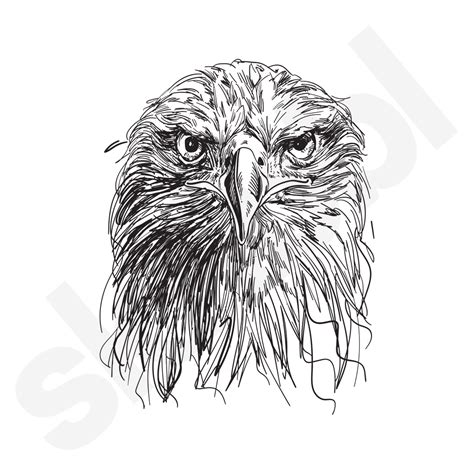 'Eagle Portraits' Illustrations | Skribbl