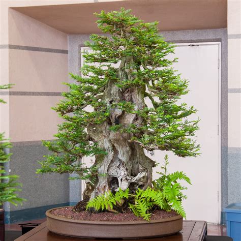 Bonsai Tonight - An educational website about bonsai development