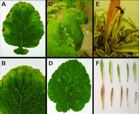 Symptoms caused by Portuguese Xanthomonas campestris isolates. (A, B)... | Download Scientific ...