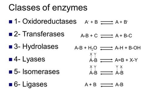 Enzymes Functions | Definition | Classification