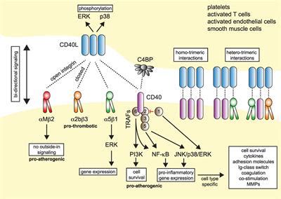 Frontiers | CD40L and Its Receptors in Atherothrombosis—An Update