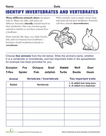 Vertebrates and Invertebrates | Worksheet | Education.com | Vertebrates and invertebrates ...