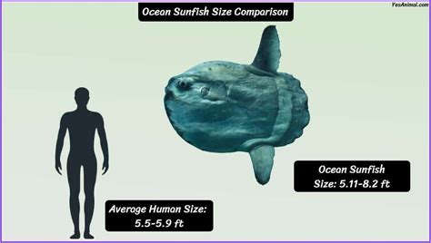 Ocean Sunfish Size: How Big Are They Compared To Others?