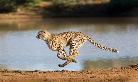 Cheetahs are being bought and sold into potential extinction - Earth.com