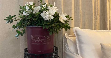 How to Care for Indoor Potted Azaleas | Encore Azalea