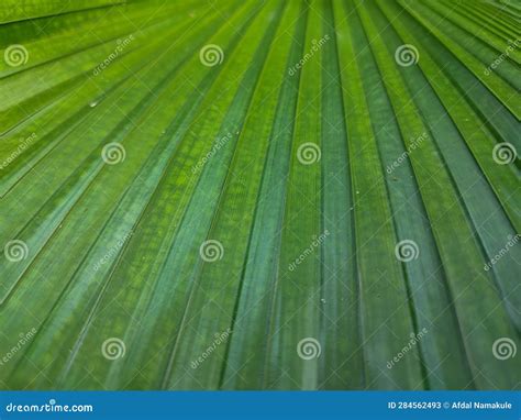 Green Palm Leaves for Background or Wallpaper Stock Image - Image of plant, crop: 284562493