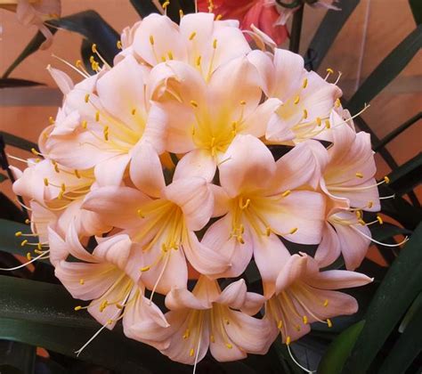 Cromwell Pink | utopia clivia seeds